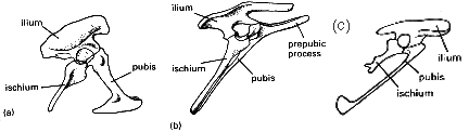 Pelvises of saurischian, ornitheschian, and Archaeopteryx