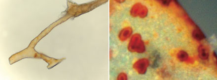 AiG's 'blood vessels' and 'cells'