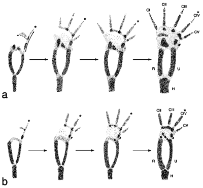 hand development