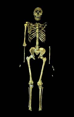 Turkana Boy skeleton