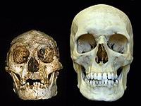 floresiensis and sapiens skulls