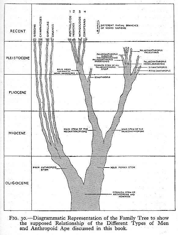 Evolutionary tree from Adam's Ancestors