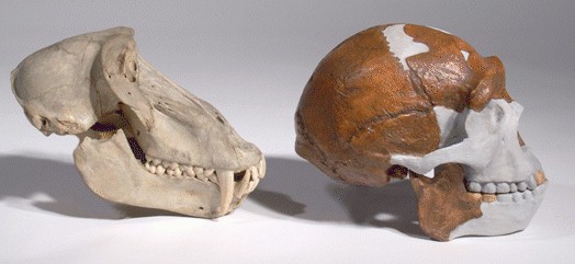 Comparison of a monkey skull and Peking Man