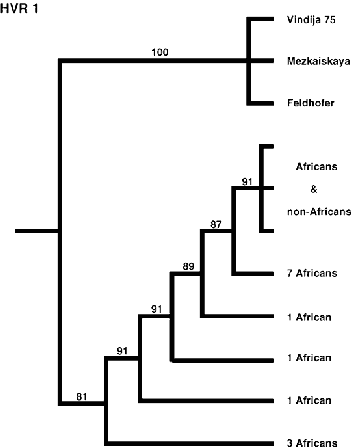 Phylogenetic tree