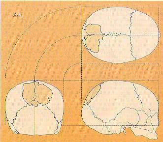 Orce skull fragment