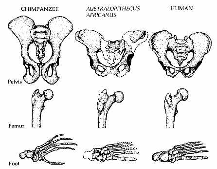 Comparison of chimp, A. africanus and human