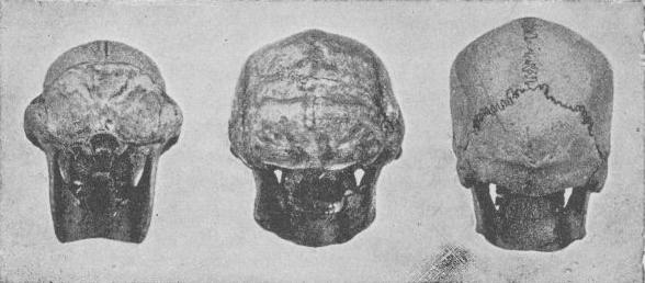 Rear views of a gorilla, Peking Man, and modern human