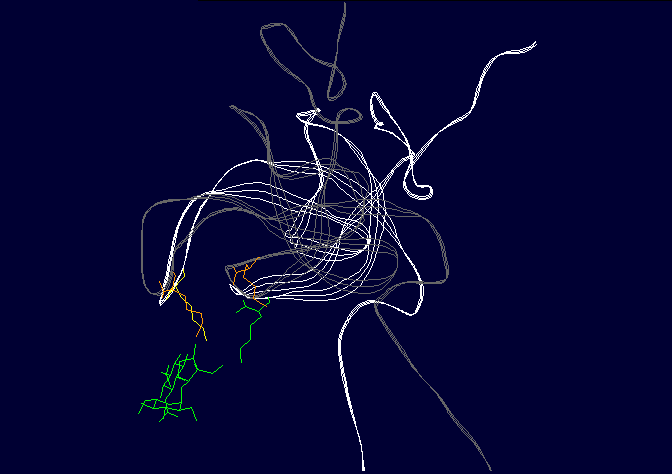 Streptomycin showing effect of mutant on structure