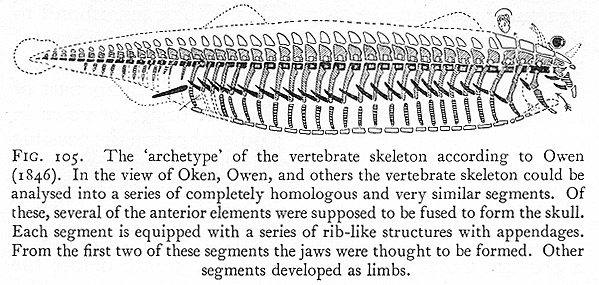 The 'archetype' of the vertebrate skeleton according to Owen.