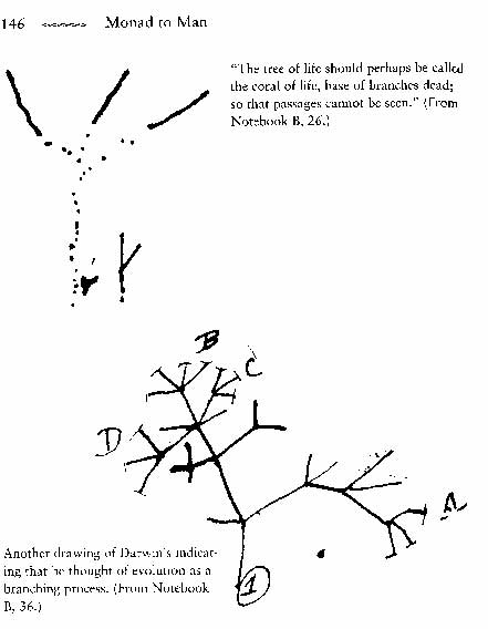 Darwin's tree diagram