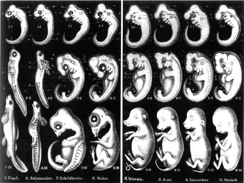 Haeckel's drawing