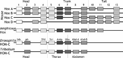 Hox genes