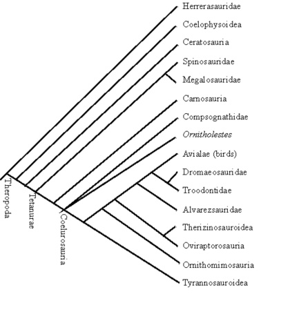 Theropod cladogram