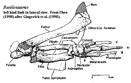 Basilosaurus hind legs